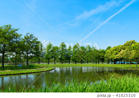 みさと公園の若葉と新緑と水面に映える景観　 41025310