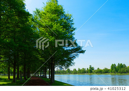 みさと公園のラクウショウの若葉と新緑と水面に映える景観　 41025312