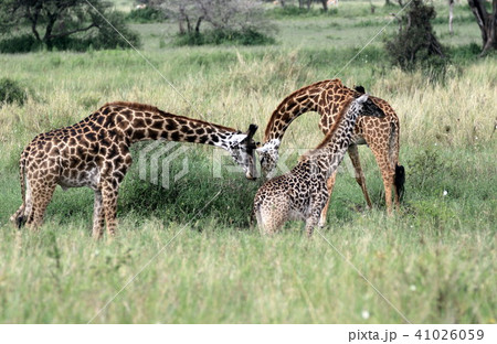セレンゲティ国立公園 41026059