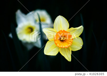 大盃水仙の花 大盃水仙の花 41026305