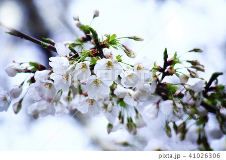 桜 オオシマザクラの花 桜 オオシマザクラの花 41026306