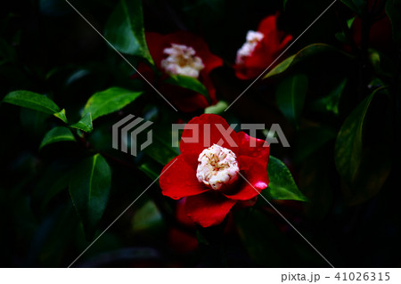 椿　卜伴の花 41026315