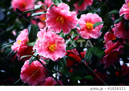 椿　沖の浪の花 41026321