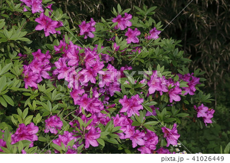 街路樹のツツジ 41026449