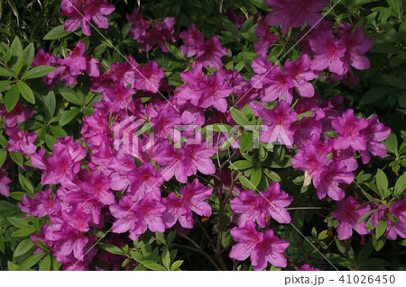 街路樹のツツジ 41026450