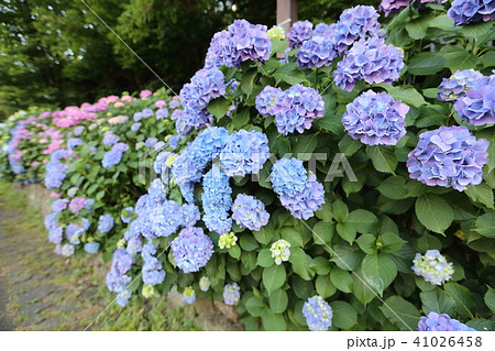 飛鳥山公園の紫陽花 飛鳥山公園の紫陽花 41026458