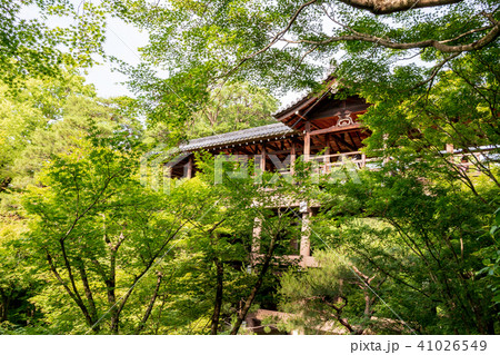 東福寺　新緑の通天橋 41026549