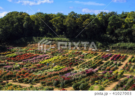 ダリア園 41027003