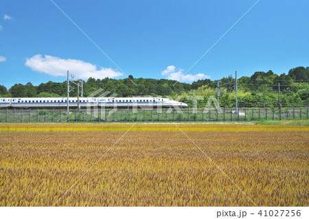 麦秋の新幹線 41027256
