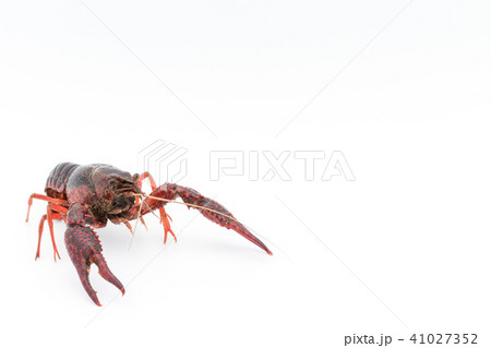 食用ザリガニ（調理前）:uncooked crayfish 41027352