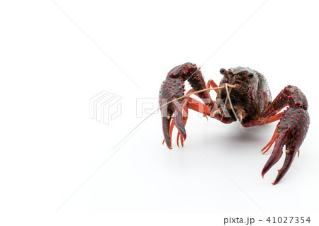 食用ザリガニ(調理前):uncooked crayfish 食用ザリガニ(調理前):uncooked crayfish 41027354