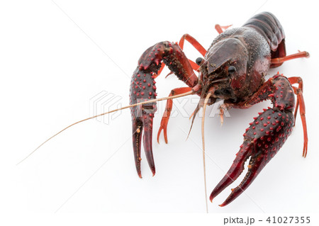 食用ザリガニ（調理前）:uncooked crayfish 41027355
