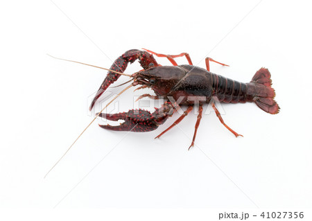 食用ザリガニ（調理前）:uncooked crayfish 41027356