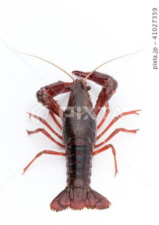 食用ザリガニ（調理前）:uncooked crayfish 41027359