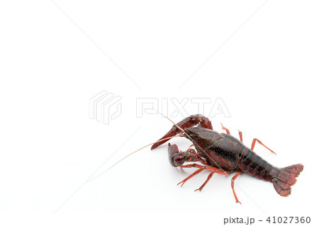 食用ザリガニ（調理前）:uncooked crayfish 41027360