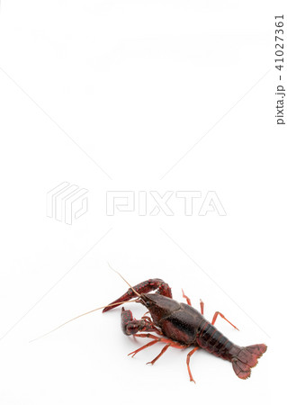 食用ザリガニ(調理前):uncooked crayfish 食用ザリガニ(調理前):uncooked crayfish 41027361