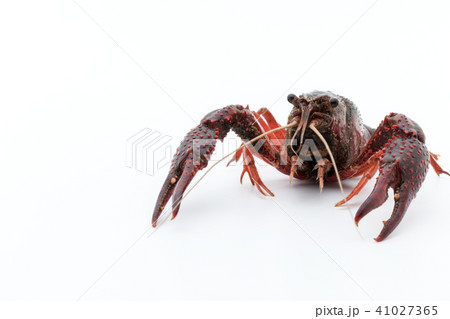 食用ザリガニ(調理前):uncooked crayfish 食用ザリガニ(調理前):uncooked crayfish 41027365