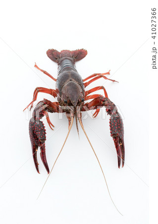 食用ザリガニ（調理前）:uncooked crayfish 41027366
