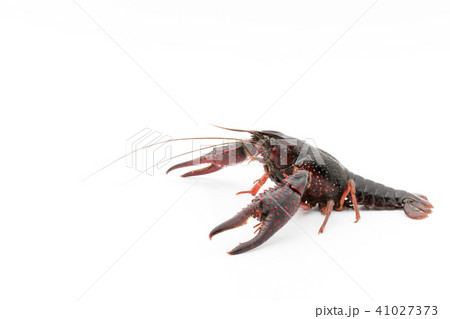食用ザリガニ（調理前）:uncooked crayfish 41027373