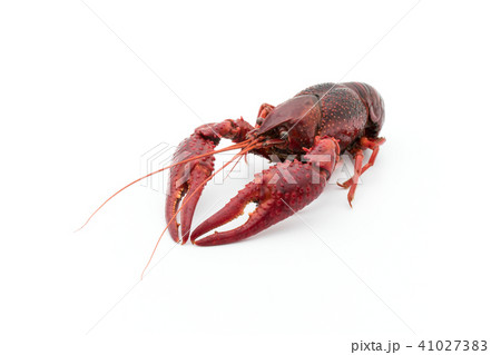 食用ザリガニ(調理後):cooked crayfish 食用ザリガニ(調理後):cooked crayfish 41027383