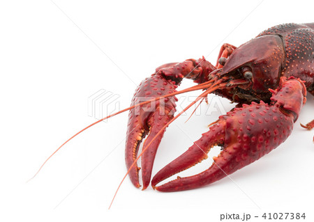 食用ザリガニ（調理後）:cooked crayfish 41027384