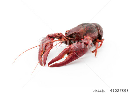 食用ザリガニ 調理後 Cooked Crayfishの写真素材