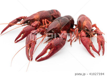 食用ザリガニ 調理後 Cooked Crayfishの写真素材