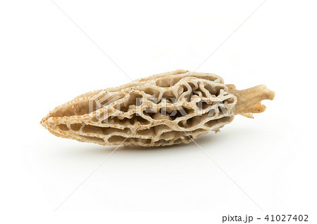 アミガサタケ: morel mushroom アミガサタケ: morel mushroom 41027402