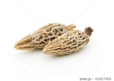 アミガサタケ: morel mushroom アミガサタケ: morel mushroom 41027403