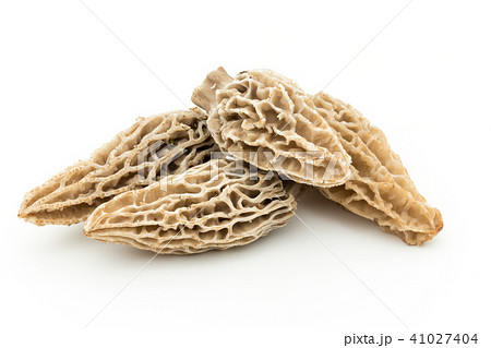 アミガサタケ: morel mushroom アミガサタケ: morel mushroom 41027404