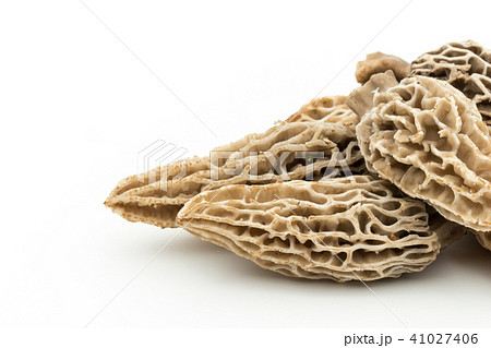 アミガサタケ: morel mushroom アミガサタケ: morel mushroom 41027406