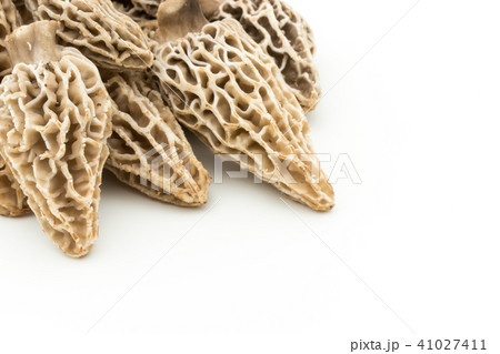 アミガサタケ: morel mushroom アミガサタケ: morel mushroom 41027411