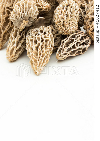 アミガサタケ: morel mushroom アミガサタケ: morel mushroom 41027412
