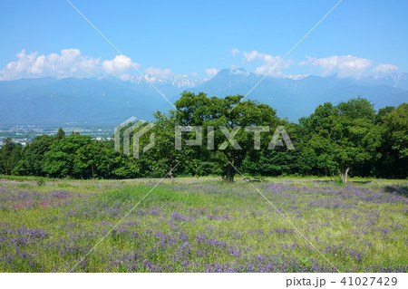 草藤の草原　北アルプスバック 41027429