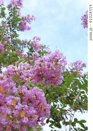 夏の花　サルスベリ 41028354