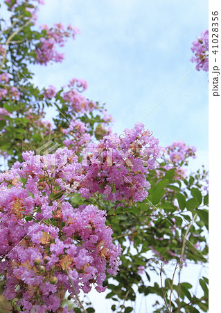夏の花　サルスベリ 41028356