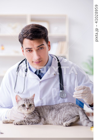 Vet examining sick cat in hospital 41028959