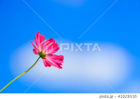 青空に秋桜 41029310