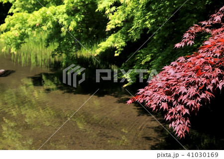 ボタン園・21 41030169