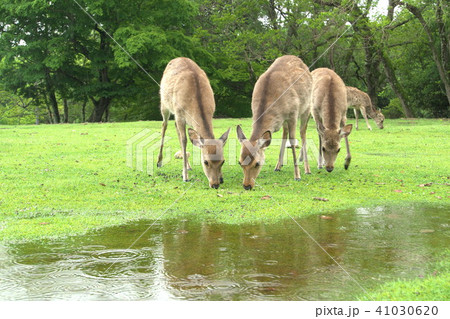 奈良公園の鹿 奈良公園の鹿 41030620