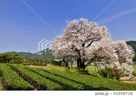 納戸料の百年桜の写真素材