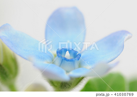 ブルースターの切り花 ブルースターの切り花 41030769