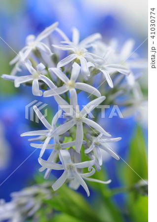 チョウジソウの切り花 チョウジソウの切り花 41030774