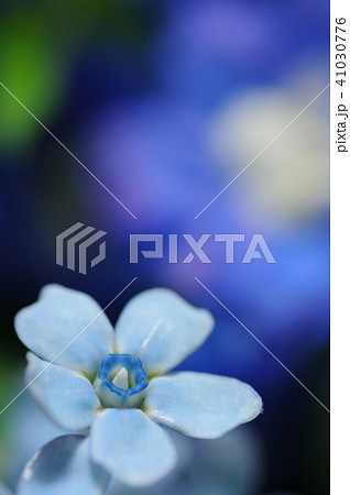 ブルースターの切り花 41030776