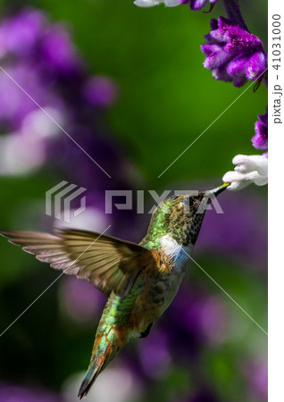 humming bird 2 humming bird 2 41031000