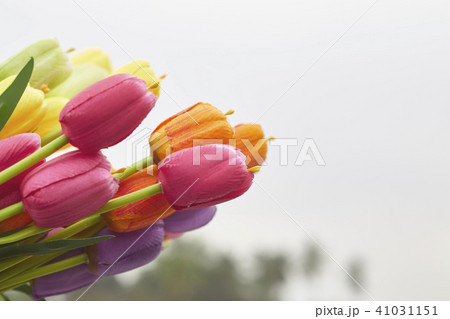bouquet of tulips in spring bouquet of tulips in spring 41031151