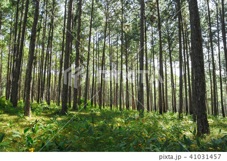 Pine tree forest Pine tree forest 41031457