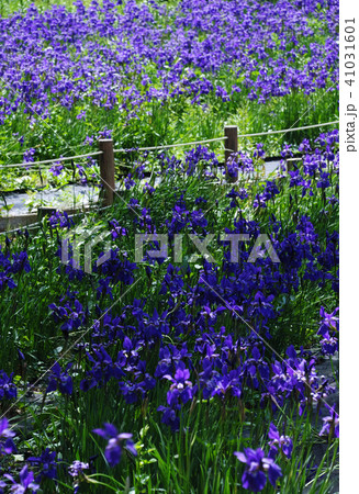 花菖蒲 41031601