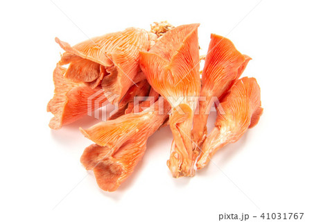 トキイロヒラタケ 41031767