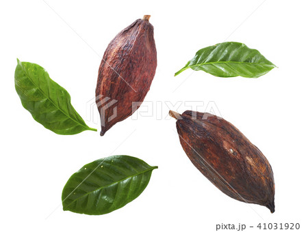 cocoa pods with Cocoa leaf 41031920